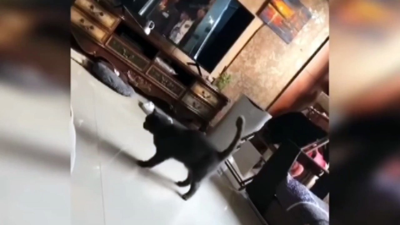 Baby Cats - Cute Cat And Funny Video  Funny Animal Cat