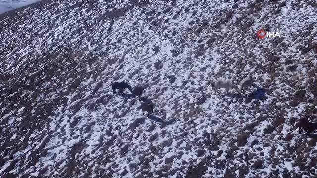 3300 rakımlı Munzur Dağları'ndaki yılkı atları, doğal yaşam alanlarında böyle görüntülendi