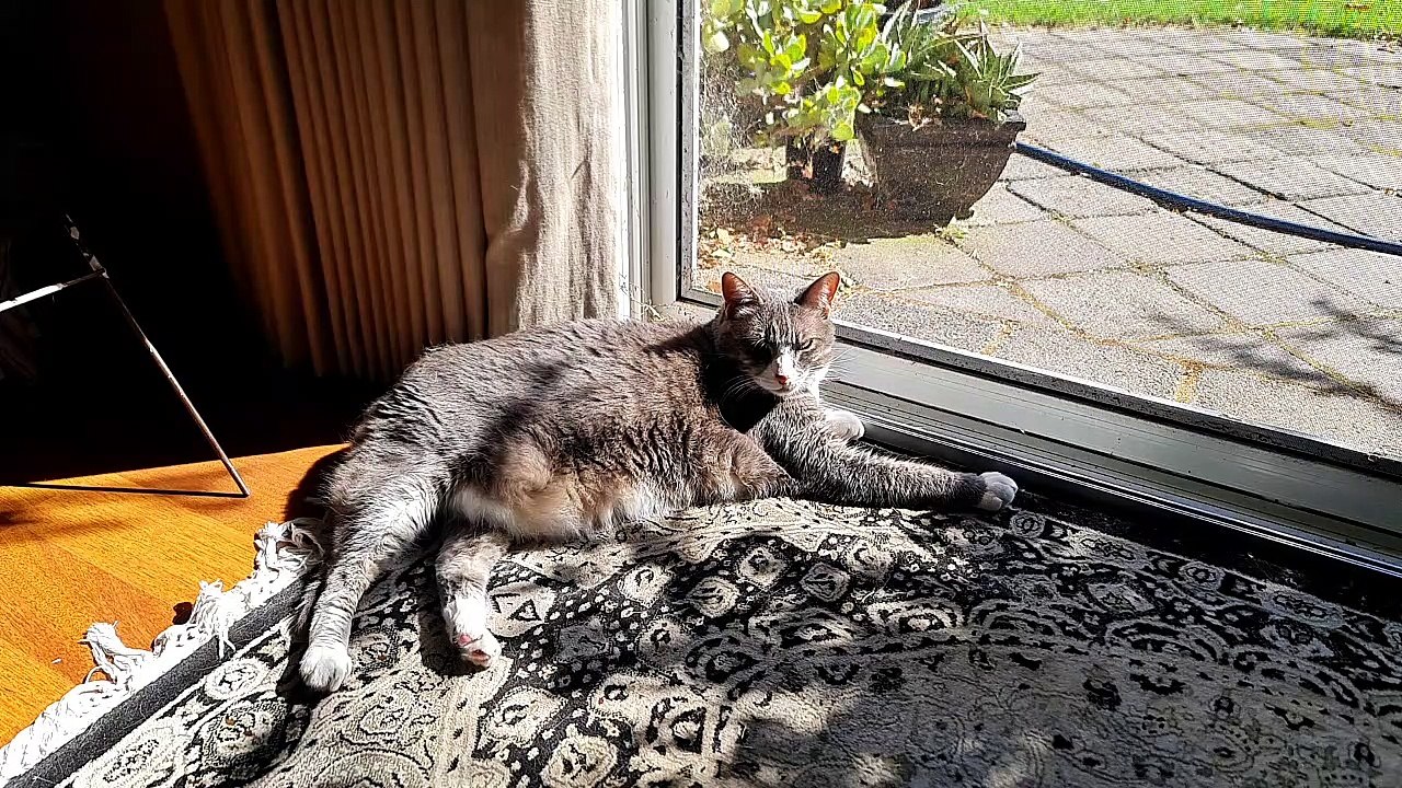 Cat sunbathing positions