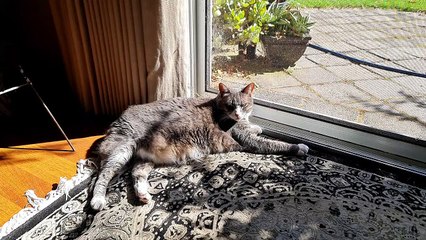 Cat sunbathing positions