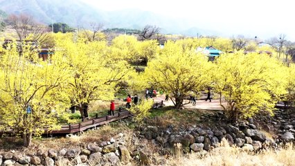 [날씨] 주말 산수유축제 한창...내일 비 온 뒤 꽃샘추위 / YTN