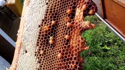 Things relating to bees and hives, the production of honey, and apiary operations.