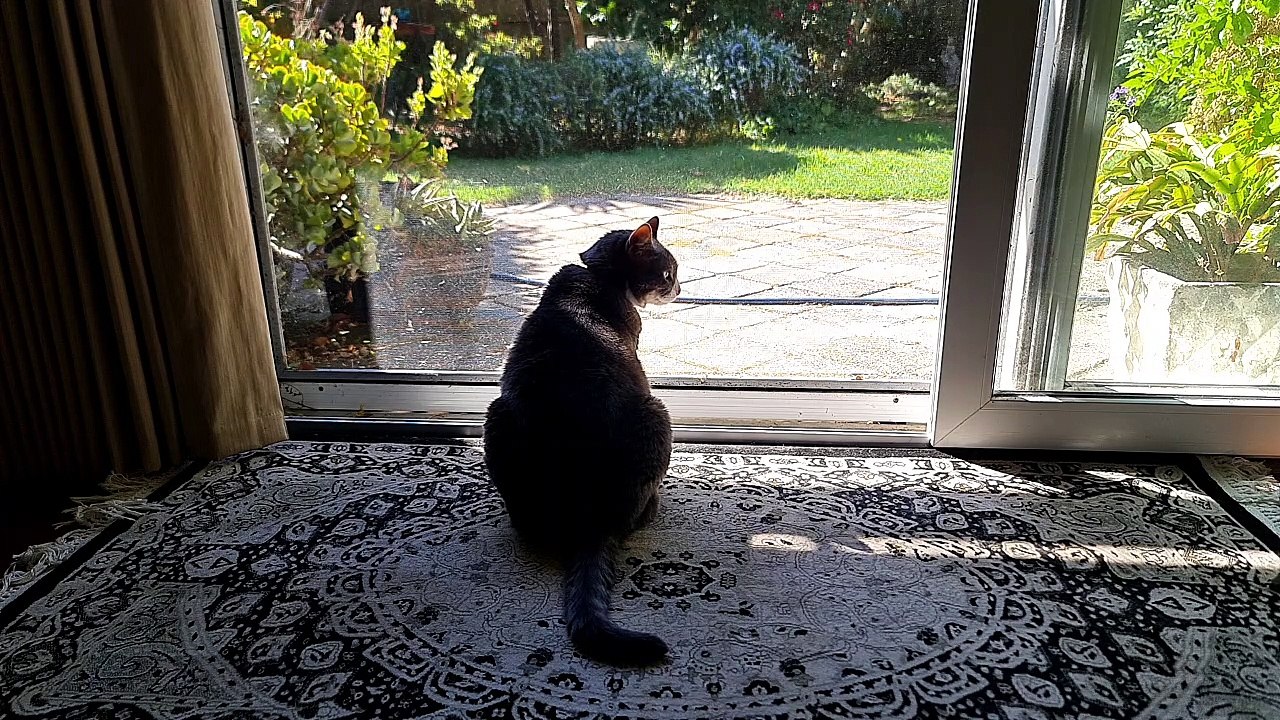 Cat watches the backyard