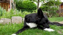 Sweet Dog Videos Compilation 2023