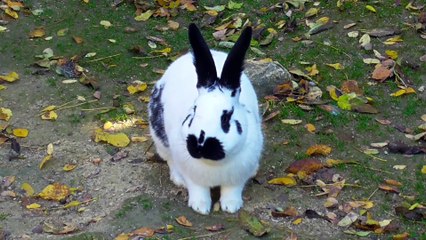 Cute Rabbit Videos Compilation 2023