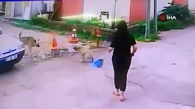 Otomobiliyle köpeği ezdi, arkasına bakmadan basıp gitti