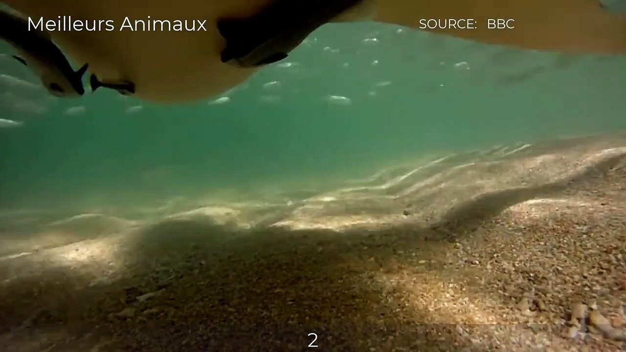 TOP 7 CRAZY MOMENTS SHARK HUNTING SEAL, BIRD AND FISH FOR DESSERT