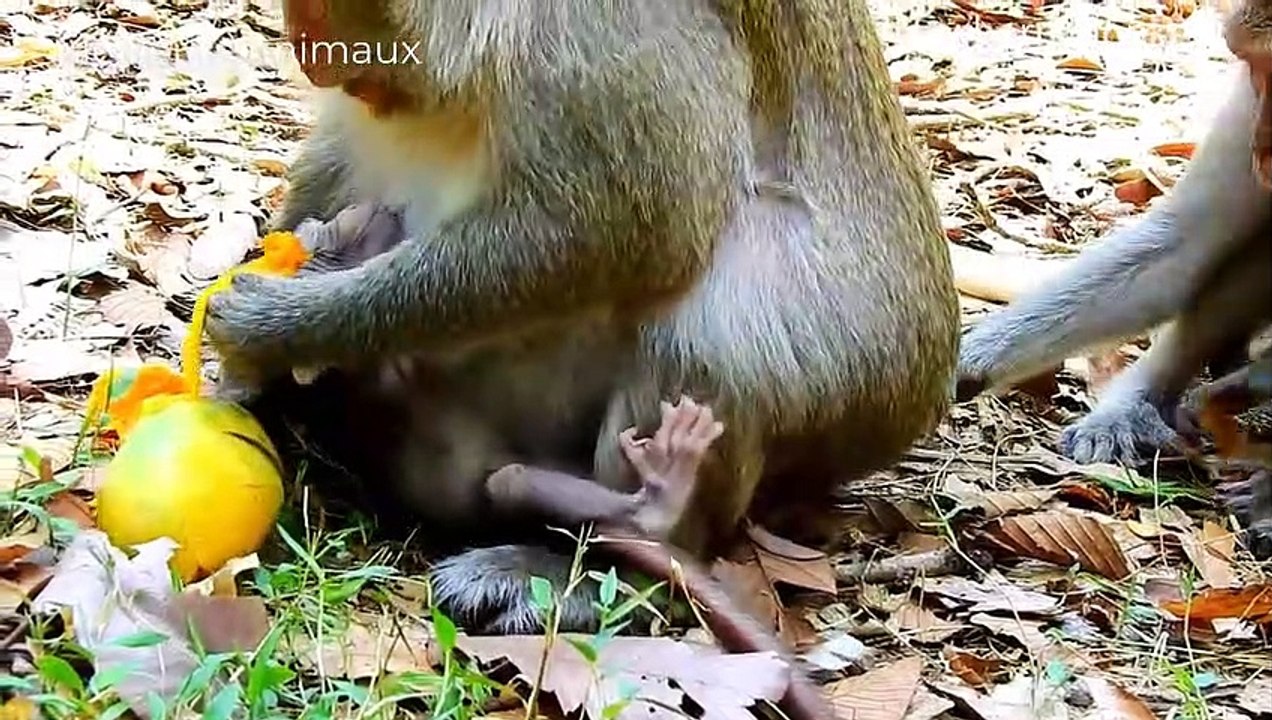 Python Was Hunted, or Hyena Was Hunted