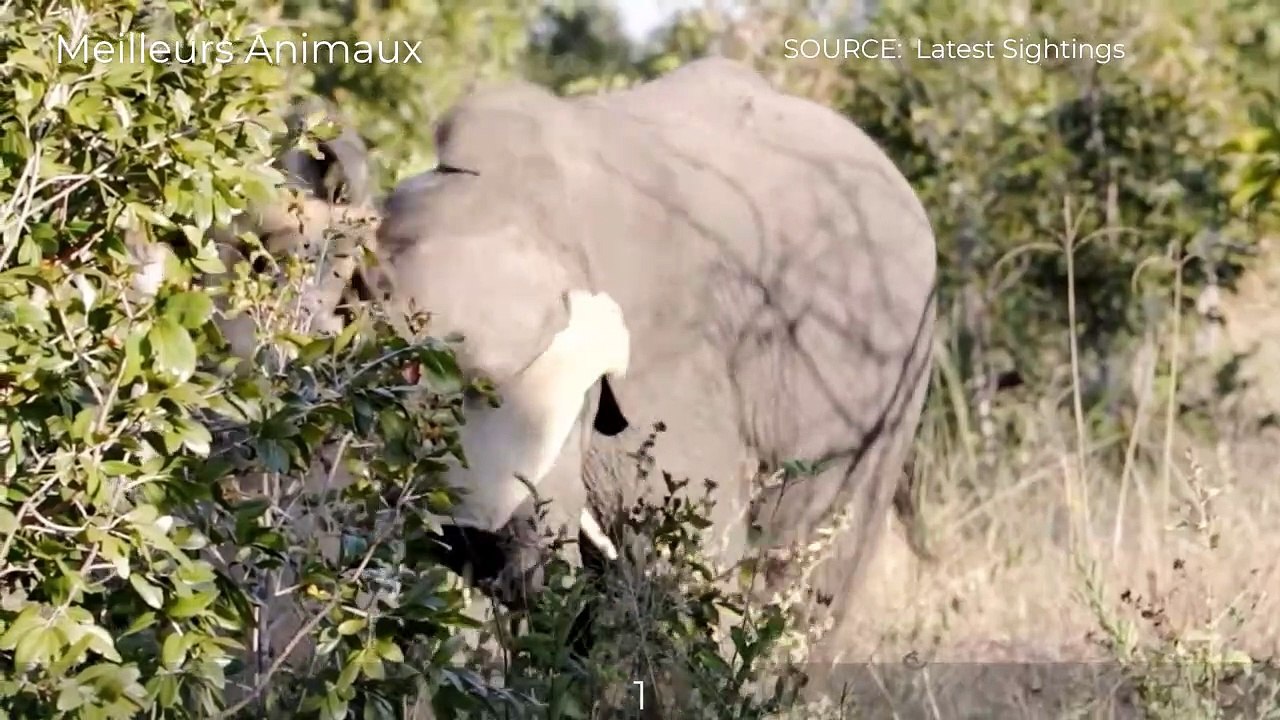 It Is Dangerous When Strong Buffalo, Elephant Get Angry