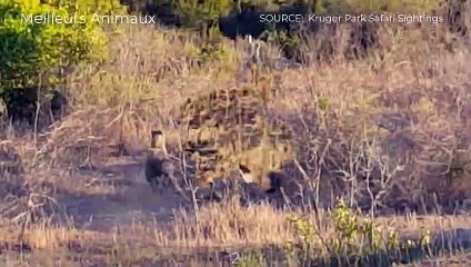 Hyena Did Not Take Much Effort To Hunt For Young Impala