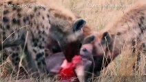 Newborn Wild Animals Must Fight The Brutal Hyenas For Life