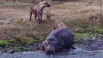 Hippos Injured When They Attacked by Lion, Hyena, Bird And Other Hippo