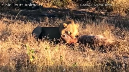 HYENAS HUNTING PREY BUT THEY BECOME THE PREY