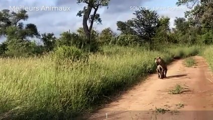 Hyenas Injured When Choosing The Wrong Opponent   TOP 6