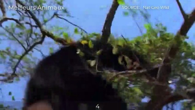 Top Moments Monkey Injured By Other Monkey, Crocodile And Otter