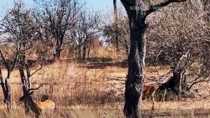 8 CRAZY MOMENTS LEOPARD, LION TRYING TO HUNT PREY ON THE TREE