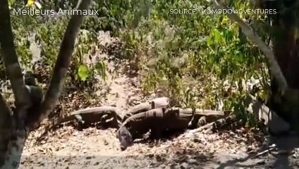 5 BRUTAL MOMENTS WILD BOAR INJURED BY TIGER, BEAR AND KOMODO DRAGON