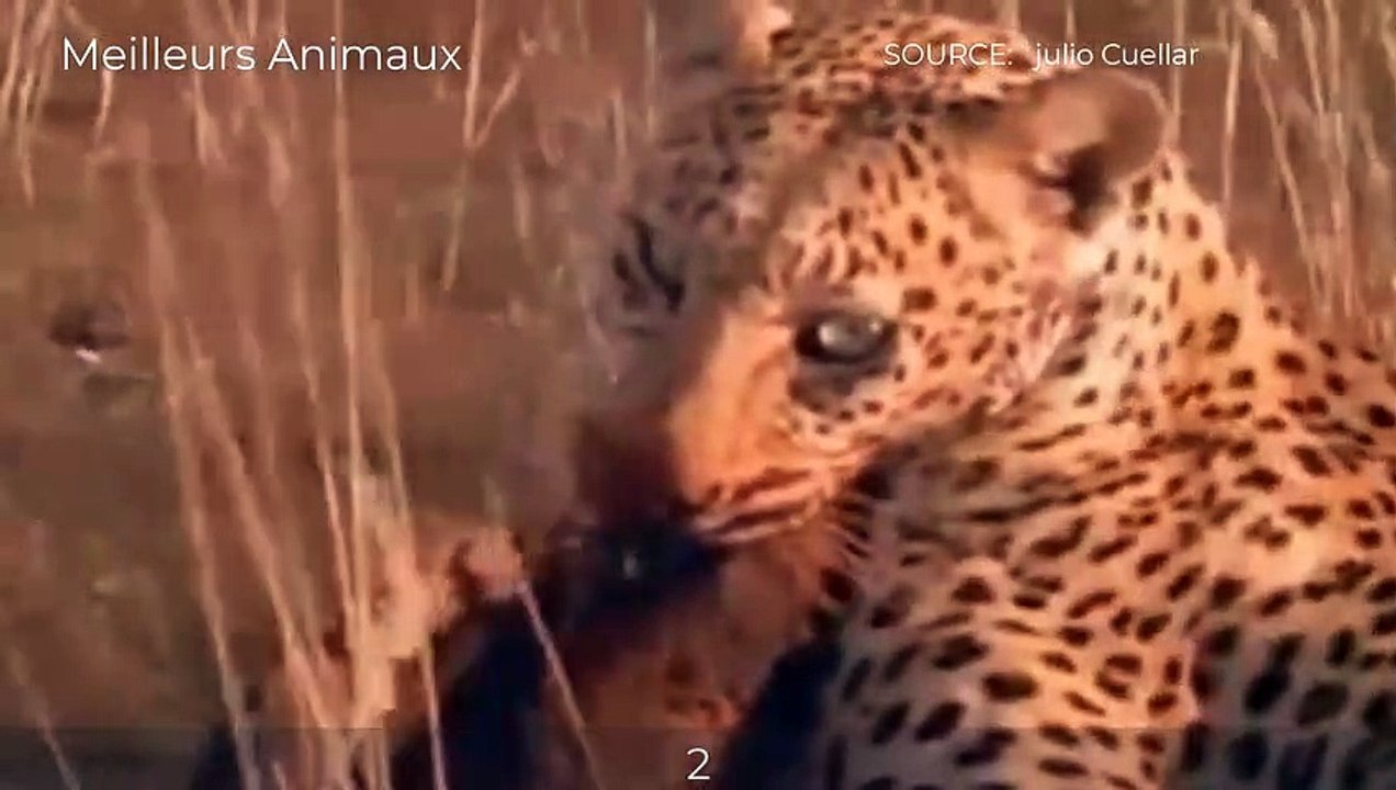8 AMAZING MOMENTS HONEY BADGER VS LEOPARD, LION...