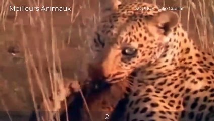 8 AMAZING MOMENTS HONEY BADGER VS LEOPARD, LION TO PROTECT BABYS AND THEMSELVES