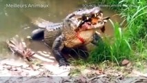 7 CRAZY MOMENTS TURTLE INJURED AND BECOME A BREAKFAST FOR ANIMALS