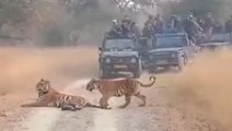 बाघ फैमिली ने रोका पर्यटकों का रास्ता,कईयों का छूटा पसीना..देखेंं रोमांचक Video