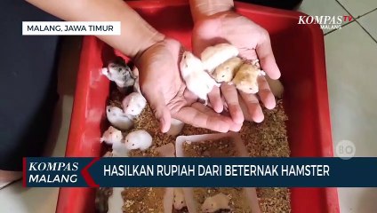 Pria di Malang Hasilkan Rupiah Dari Beternak Hamster