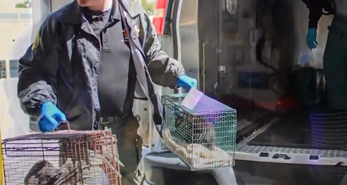 More than 40 cats and kittens rescued from hoarder’s apartment