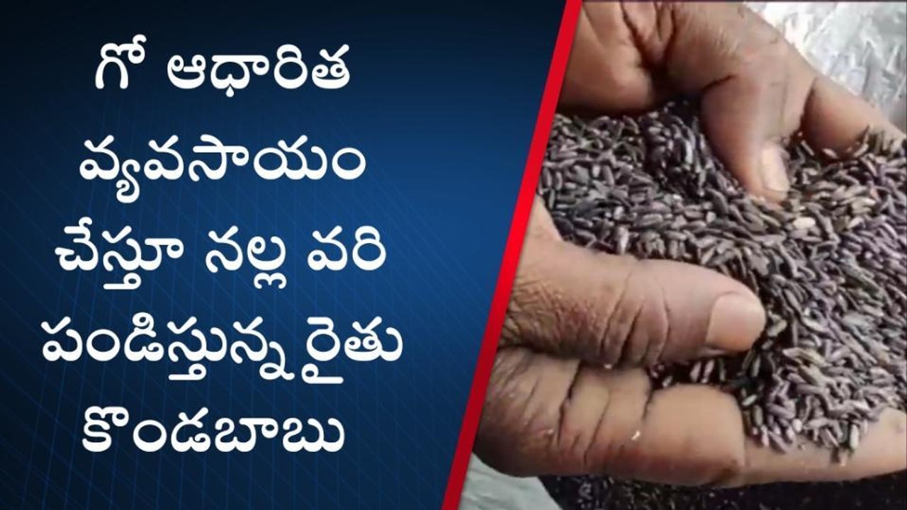 పశ్చిమగోదావరి: కొత్త బంగారు సాగు... నల్ల వరితో లాభాల పంట