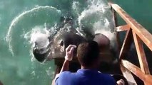 Stingray Jumps Onto Ramp for Food - Amazing Footage!