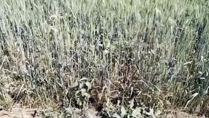 तेज धूप व हवा से सूखने लगी फसल