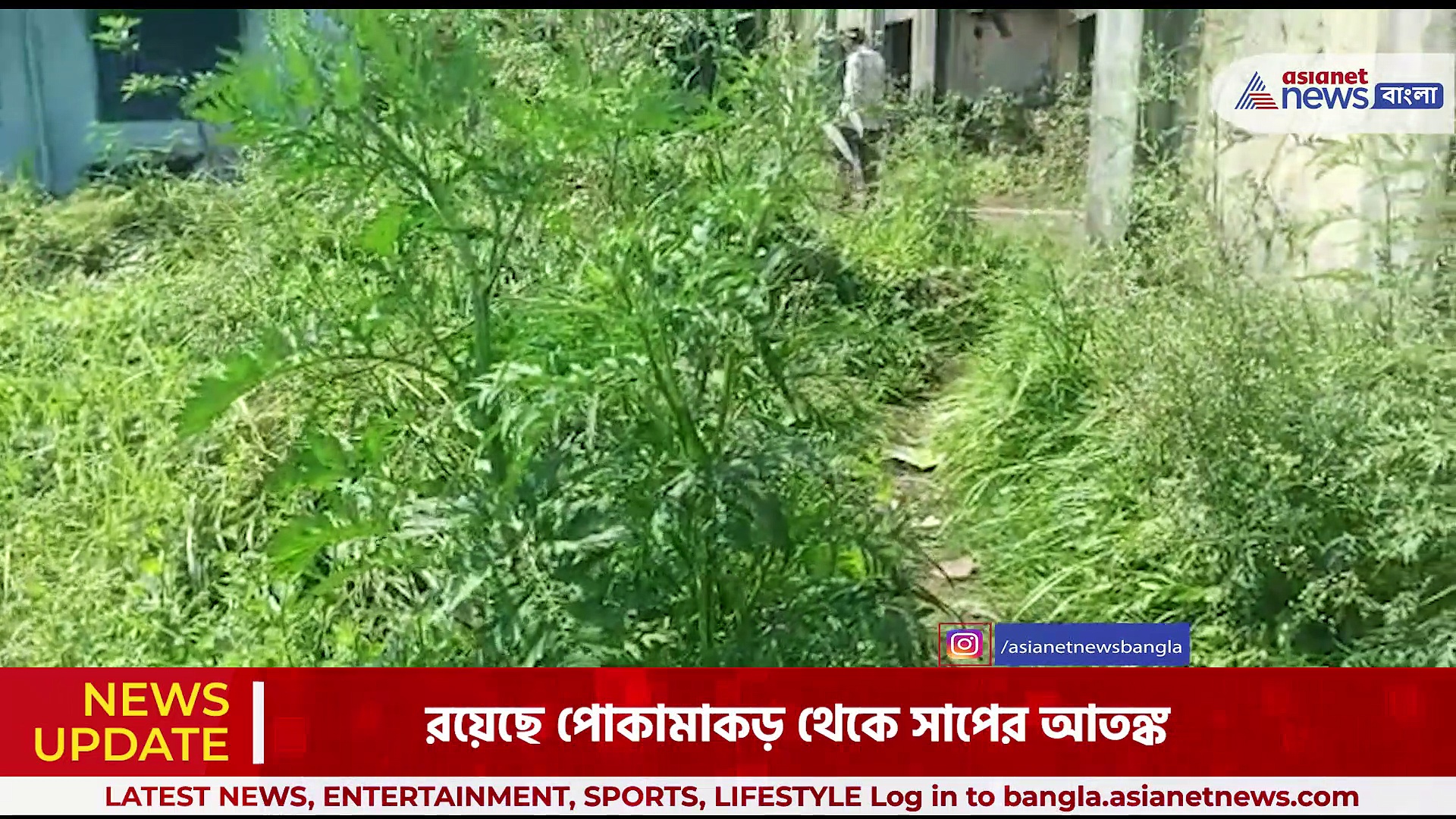 বিষাক্ত পার্থেনিয়ামের গাছের জঙ্গলের মধ্যেই চলছে অঙ্গনওয়ারী কেন্দ্র, আতঙ্কিত গ্রামের মানুষ ও অভিভাবকরা
