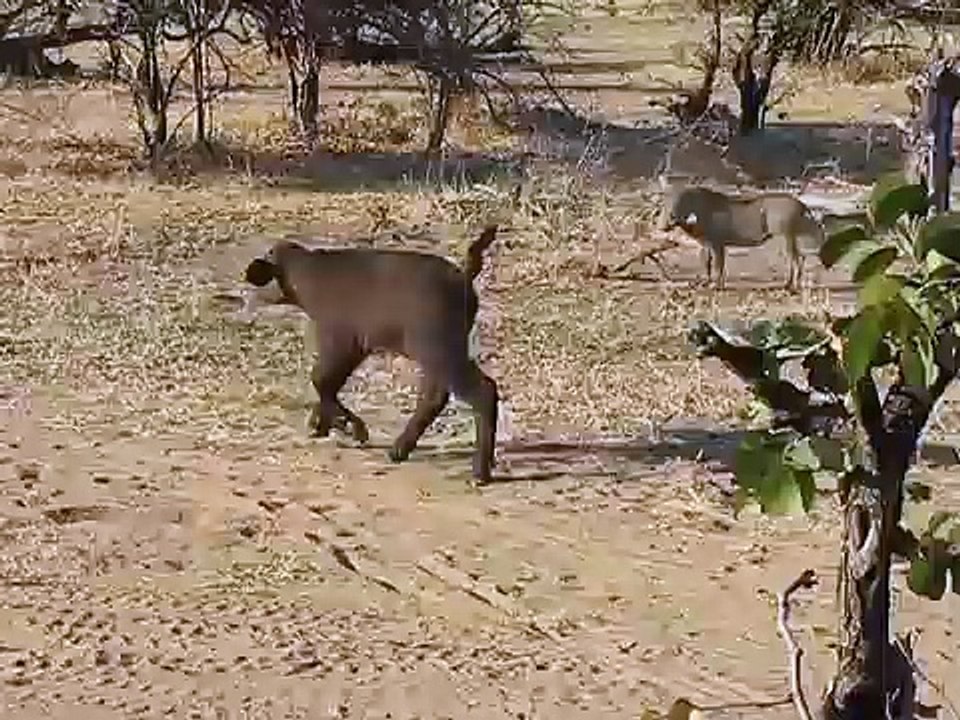Adorable Baby Buffalo Meets Warthogs for the First Time!