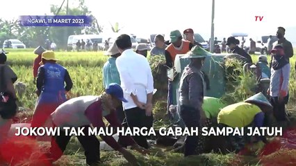 Jokowi Panen Raya Nusantara di Ngawi, Minta Harga Gabah Segera Ditetapkan
