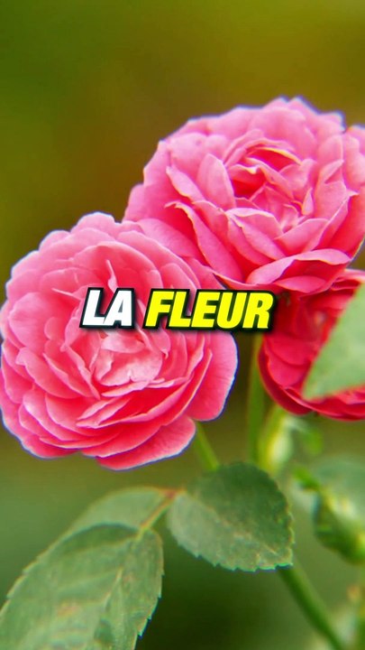 La ROSE  ou Le ROSE  ?