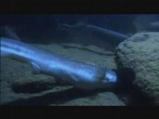 Malawi Gölü Video