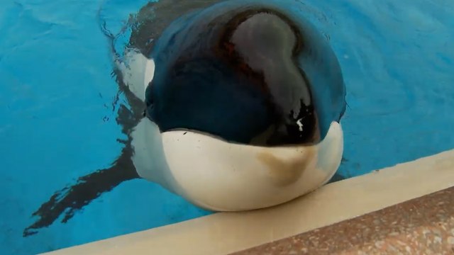 Kiska, « l’orque la plus seule au monde », est morte après 43 ans de captivité