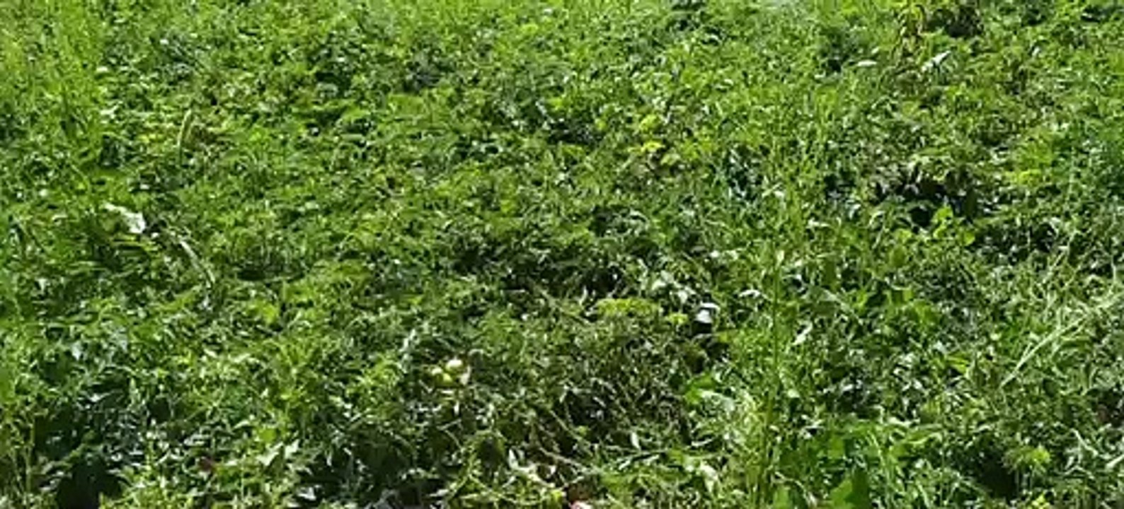 मौसम में आए बदलाव से सब्जी की खेती में पड़ा बुरा प्रभाव, धूप तेज होने से सूखने लगी सब्जियां