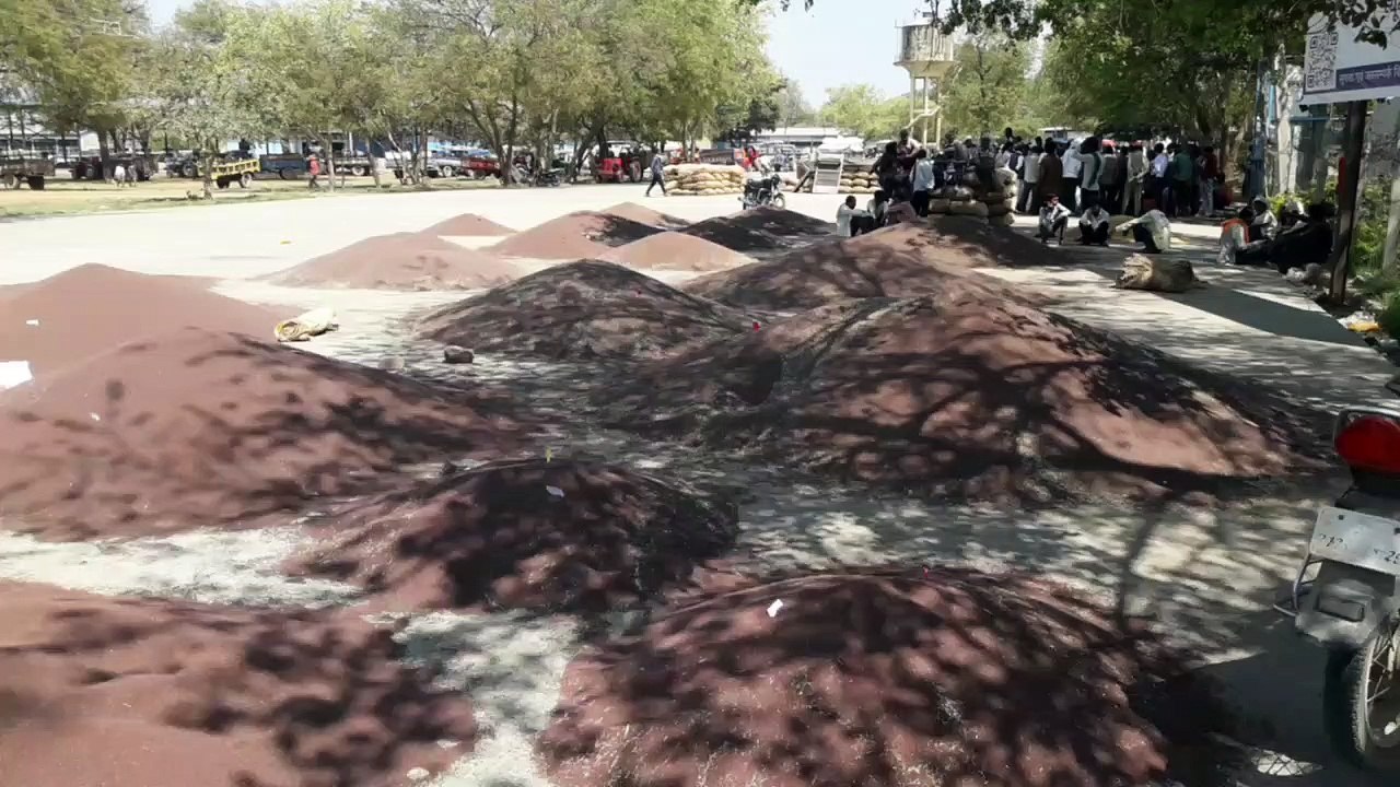 जिले में 25 केन्द्रों पर होगी सरसों-चना की खरीद, ये है सरसों के भाव