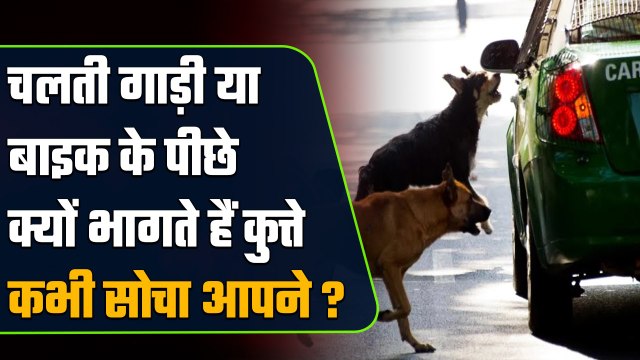 Stray Dogs: आपकी भी Car और Bikes का पीछा करते हैं कुत्ते? Dog Expert से जानें वजह | वनइंडिया हिंदी