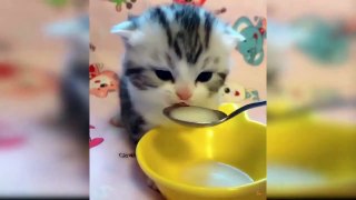 CATS WILL MAKE YOU LAUGH _ CUTE CAT COMPILATION