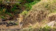 5 AMAZING ANIMALS MOMENTS  11   Lucky Animals and Calf Escape from Predators