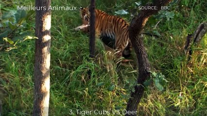 5 BEST MOMENTS YOUNG BIG CATS VS FIRST PREYS