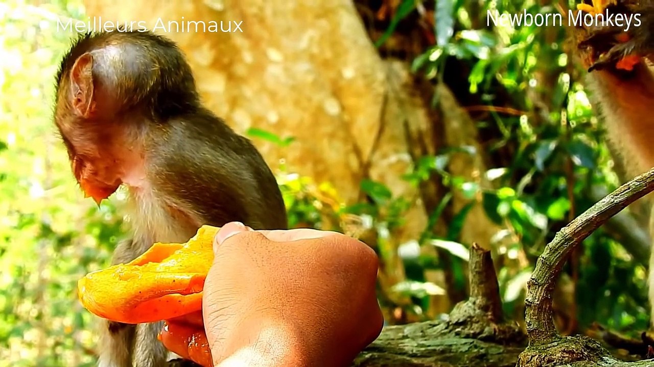 5 AMAZING ANIMALS MOMENTS #4   Crocodile, Hippo, Lion, Wild Dogs, Komodo Dragon