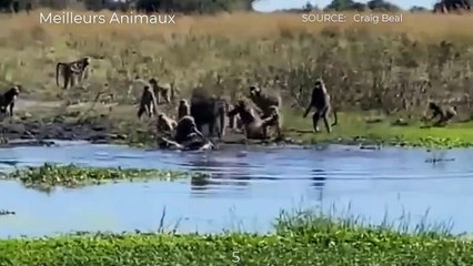 16 Brutal Minutes Baboon, Pavian, Gelada Fight, Hunt Animals