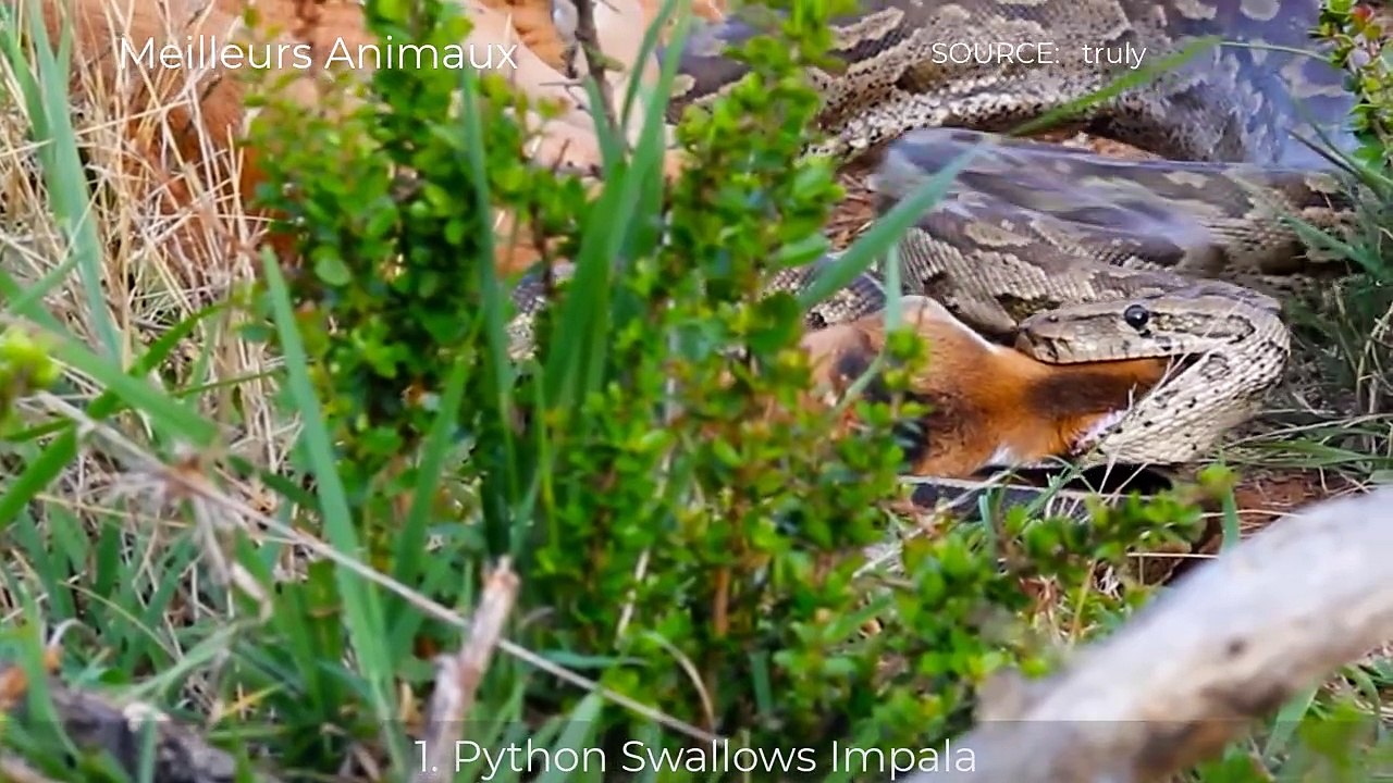 9 Crazy Moments Python Hunting, Swallow Preys
