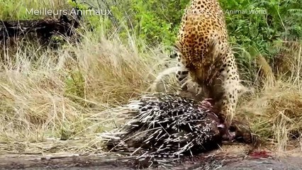 14 Brutal Minutes Hungry Leopard Eating Preys