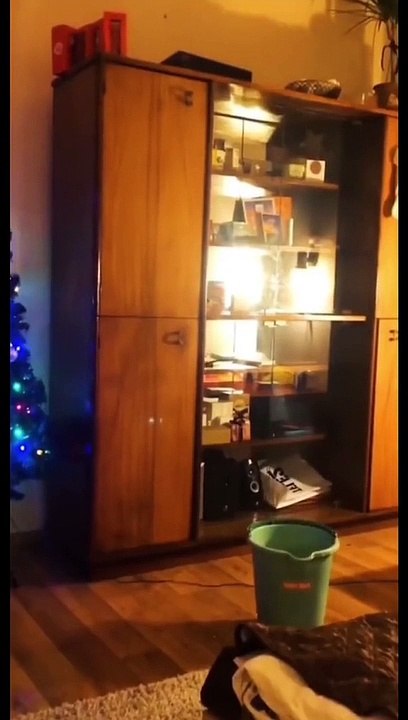 Funny animal video