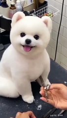 Cute dog  #dog #funnydog