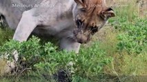 6 Brutal Eating Baby Warthog Alive Of Lions