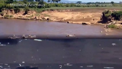 Animals Try to Cross Some Dangerous Rivers and What Then